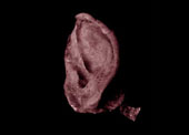 Extra Ear 1/4 Scale