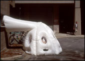 Parasite
