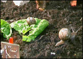 Real Snail Mail