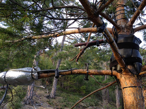Phytoacoustics-–-Listening-To-Trees1