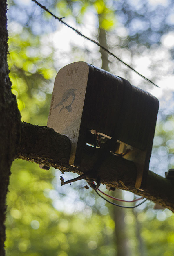 woodpecker