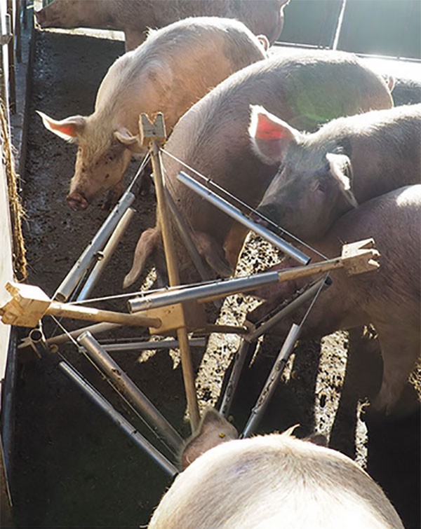 pigtstrument