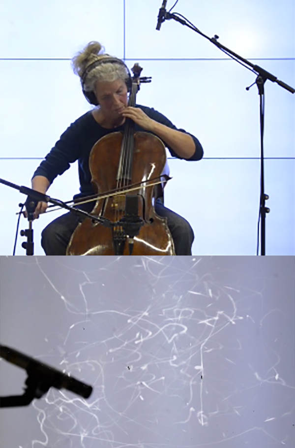 insectsong